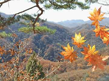 澳門最精準(zhǔn)免費(fèi)資料大全旅游團(tuán),經(jīng)典解讀解析_2DM44.66.43