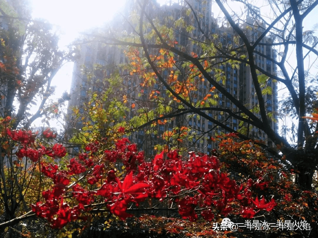 菏澤牡丹區(qū)秋日暖陽下的聚會(huì)驚喜，最新新聞與朋友間的溫馨時(shí)刻