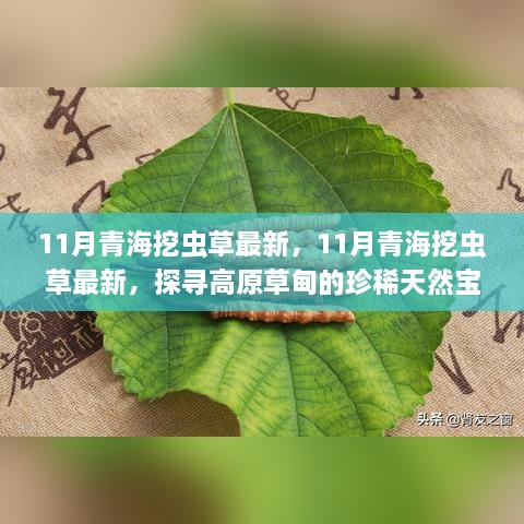 探尋高原草甸珍稀天然寶藏，揭秘青海蟲(chóng)草11月最新挖掘之旅