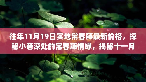 探秘常春藤情緣，十一月十九日實(shí)地最新價(jià)格揭秘