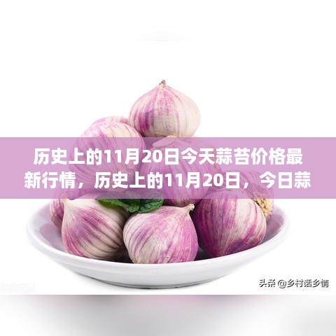 歷史上的11月20日，今日蒜苔價(jià)格與自然美景之旅，探尋內(nèi)心寧靜與平和的旅程