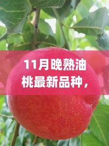 11月晚熟油桃新品種亮相，甘甜獨(dú)特品嘗正當(dāng)季