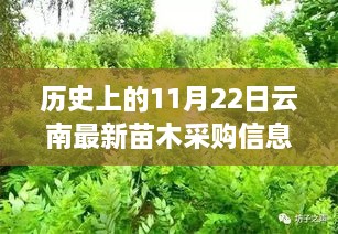 云南苗木采購信息背后的綠葉情深，一個關(guān)于友情與歷史的溫馨故事