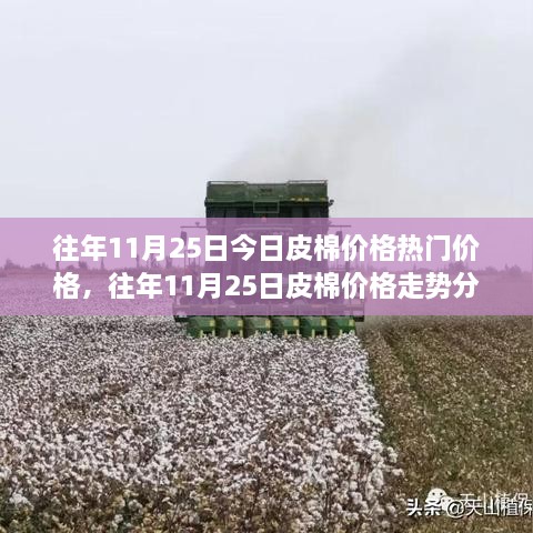 往年11月25日皮棉價格深度解析，走勢分析、觀點闡述與熱門價格解讀