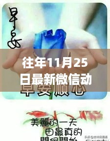 往年11月25日精選微信動態(tài)圖片匯總，最新圖片概覽