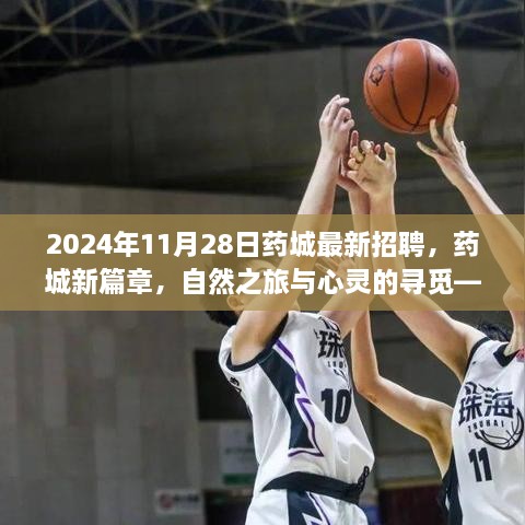 2024年11月28日藥城最新招聘，藥城新篇章，自然之旅與心靈的尋覓——2024年11月28日招聘之旅啟程啦！