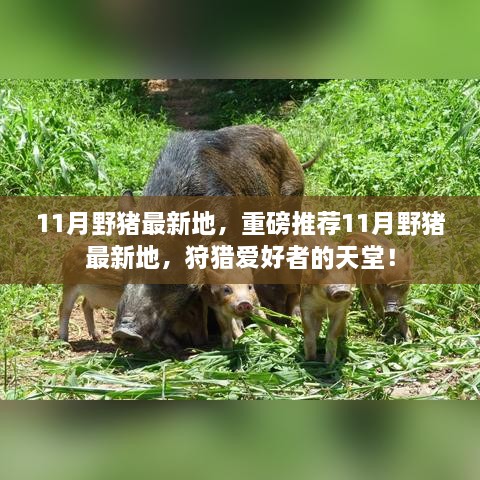 11月野豬最新狩獵地推薦，狩獵愛好者的天堂！