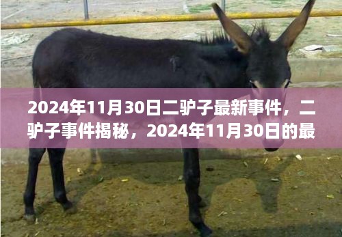 二驢子事件揭秘，最新篇章揭曉于2024年11月30日