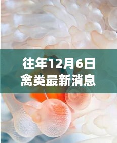 獨家揭秘，12月6日禽類珍味館最新資訊與探秘之旅