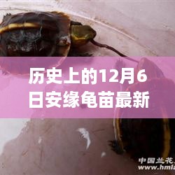 探尋自然美景的心靈之旅，歷史上的安緣龜苗最新報價揭曉在12月6日