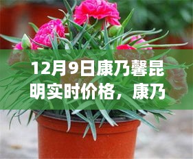 昆明康乃馨實(shí)時(shí)價(jià)格與市場波動(dòng)分析，多元觀點(diǎn)探討（12月9日）