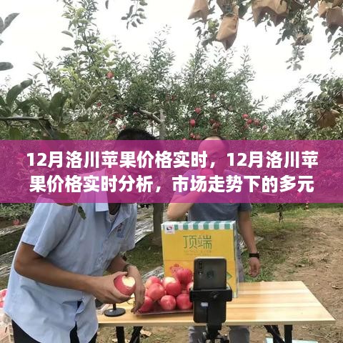 12月洛川蘋果價(jià)格實(shí)時(shí)分析，市場(chǎng)走勢(shì)下的多元觀點(diǎn)與個(gè)人立場(chǎng)探討