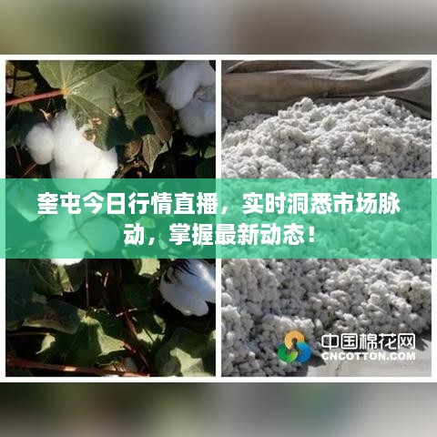 奎屯今日行情直播，實時洞悉市場脈動，掌握最新動態(tài)！