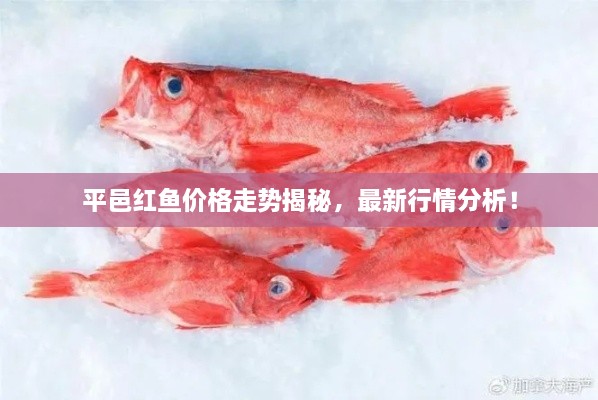 平邑紅魚價(jià)格走勢揭秘，最新行情分析！