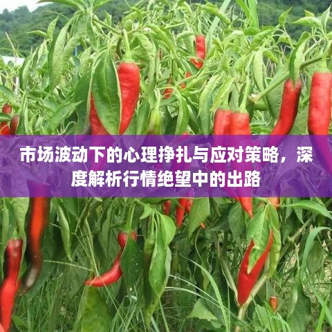 市場波動下的心理掙扎與應(yīng)對策略，深度解析行情絕望中的出路