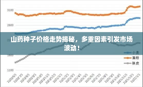 山藥種子價格走勢揭秘，多重因素引發(fā)市場波動！