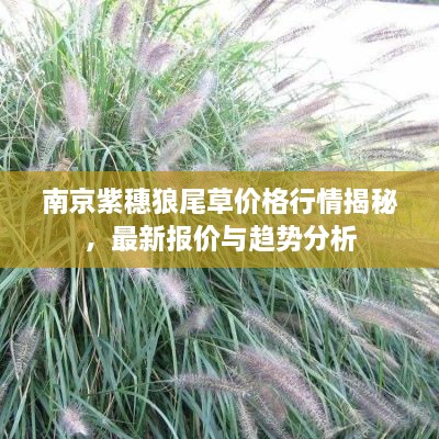 南京紫穗狼尾草價格行情揭秘，最新報價與趨勢分析