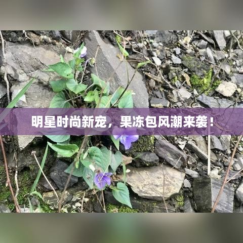 明星時(shí)尚新寵，果凍包風(fēng)潮來襲！