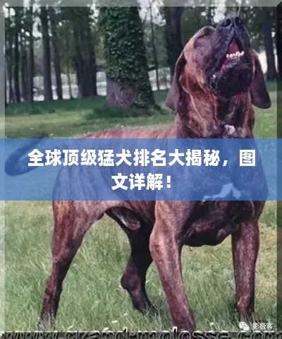 全球頂級(jí)猛犬排名大揭秘，圖文詳解！