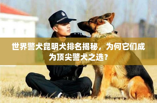 世界警犬昆明犬排名揭秘，為何它們成為頂尖警犬之選？