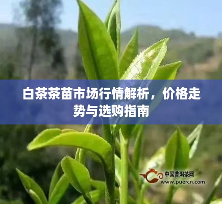 白茶茶苗市場行情解析，價格走勢與選購指南