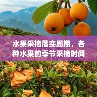 水果采摘落實周期，各種水果的季節(jié)采摘時間書 