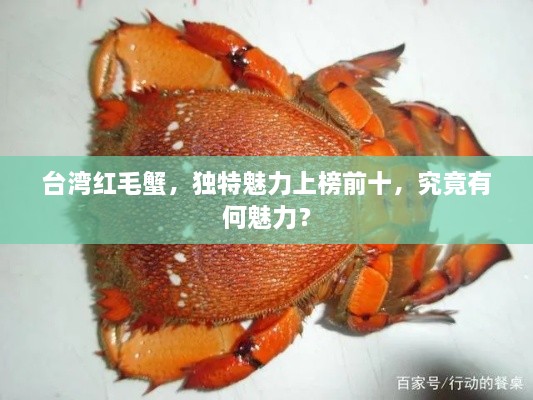 臺(tái)灣紅毛蟹，獨(dú)特魅力上榜前十，究竟有何魅力？