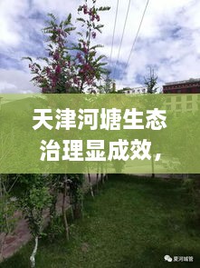 天津河塘生態(tài)治理顯成效，城市面貌煥然一新