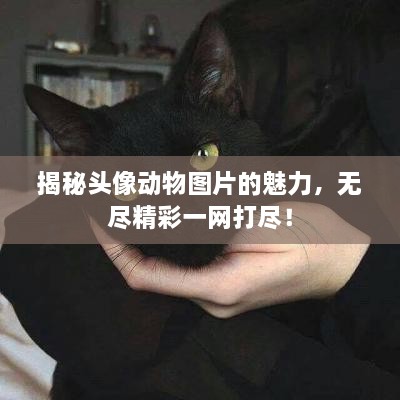 揭秘頭像動(dòng)物圖片的魅力，無盡精彩一網(wǎng)打盡！