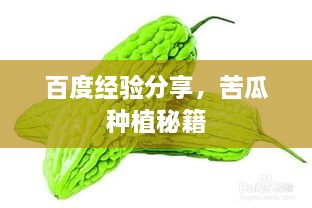 百度經(jīng)驗分享，苦瓜種植秘籍