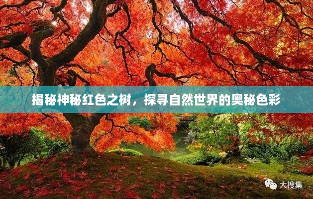 揭秘神秘紅色之樹，探尋自然世界的奧秘色彩