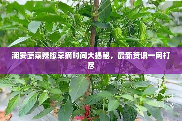 潮安蔬菜辣椒采摘時間大揭秘，最新資訊一網(wǎng)打盡