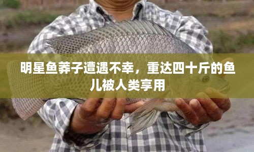 明星魚莽子遭遇不幸，重達四十斤的魚兒被人類享用