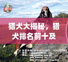 獵犬大揭秘，獵犬排名前十及詳細圖片介紹