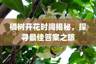 橘樹(shù)開(kāi)花時(shí)間揭秘，探尋最佳答案之旅