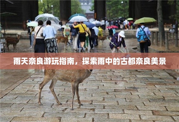 雨天奈良游玩指南，探索雨中的古都奈良美景