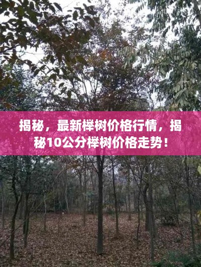 揭秘，最新櫸樹價格行情，揭秘10公分櫸樹價格走勢！