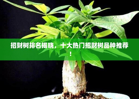 招財樹排名揭曉，十大熱門招財樹品種推薦！